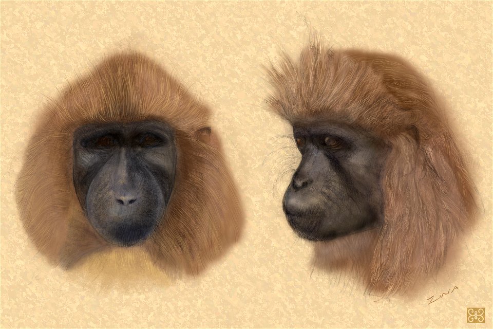 Illustration of the face of the highland mangabey (Lophocebus kipunji). The artist's reconstruction was drawn from research video taken by C. L. Ehardt in Tanzania in the Ndundulu Forest of the Udzung