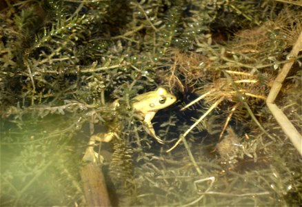 Lithobates grylio in the hydrilla-filled waters of a canal in Big Cypress National Preserve, Florida, USA photo