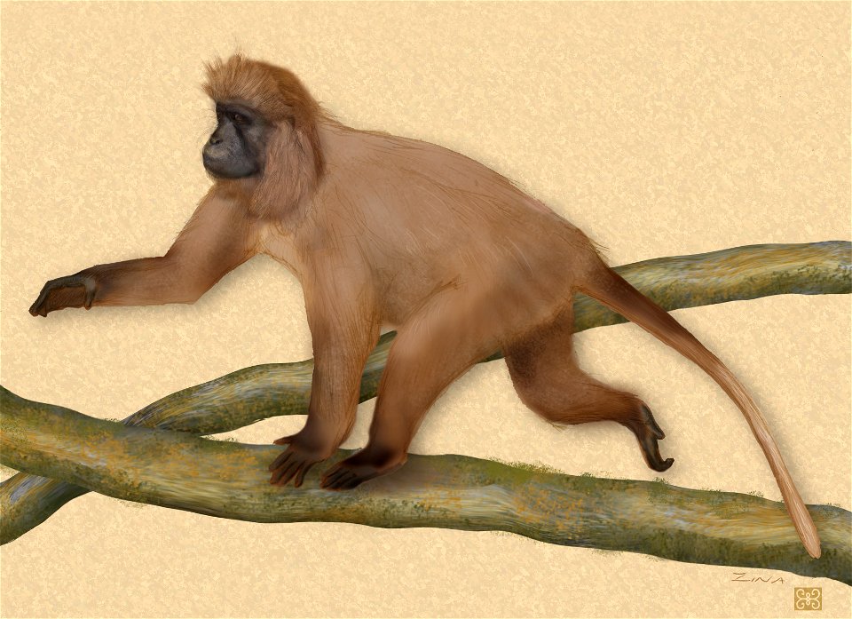 Full-body view of Lophocebus kipunji (Ehardt et al. 2005 sp. nov.). Note the animal's long fur, coat color, lighter area on chest and distal tail and characteristic tail carriage. The artist's reconst