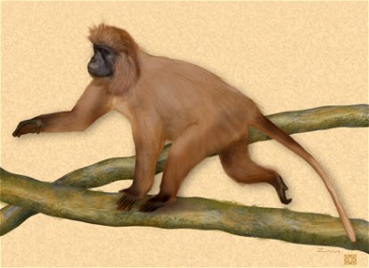 Full-body view of Lophocebus kipunji (Ehardt et al. 2005 sp. nov.). Note the animal's long fur, coat color, lighter area on chest and distal tail and characteristic tail carriage. The artist's reconst