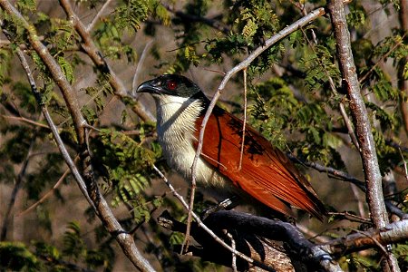 a Tiputip Centropus burchellii. Photographed in the Kruger National Park, South Africa.