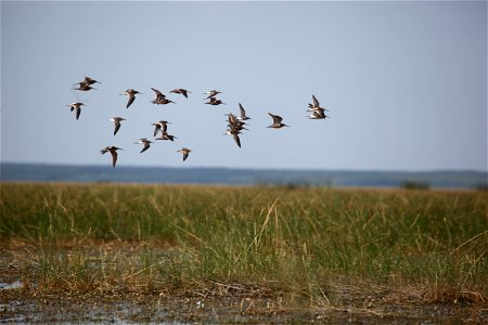 A flying flock of Dowitchers and Stilt Sandpipers flying at Mills Lake in Northwest Territories. You are free to use this photo with the following credit: Joseph Sands, USFWS photo