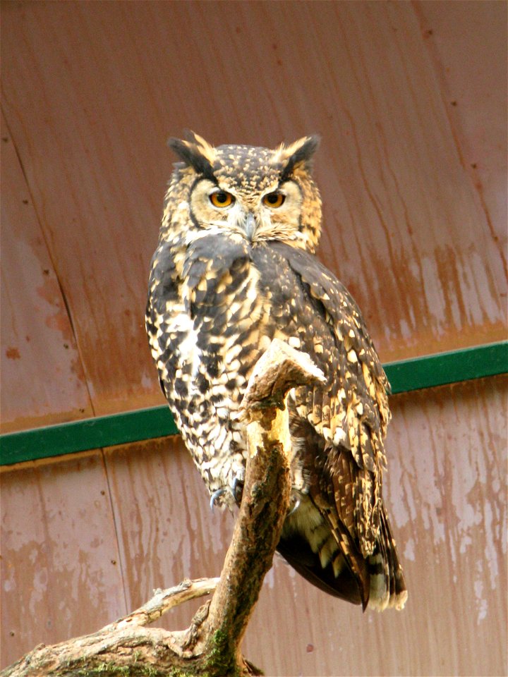 Mackinder's Eagle Owl (Bubo capensis mackenderi) in Berlin Zoopark