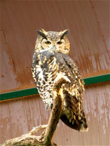 Mackinder's Eagle Owl (Bubo capensis mackenderi) in Berlin Zoopark