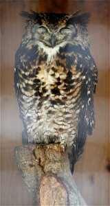 Mackinder's Eagle Owl (Bubo capensis mackinderi), at the New Forest Otter, Owl and Wildlife Park (Hampshire, England).