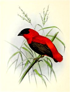 English:  « Euplectes ignicolor » = Euplectes franciscanus (Northern red bishop)Français :  « Euplectes ignicolor » = Euplectes franciscanus (Euplecte fran