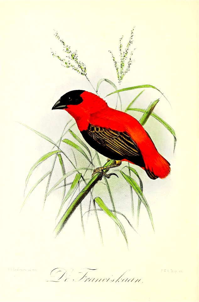 English:  « Euplectes ignicolor » = Euplectes franciscanus (Northern red bishop)Français :  « Euplectes ignicolor » = Euplectes franciscanus (Euplecte fran