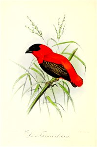 English:  « Euplectes ignicolor » = Euplectes franciscanus (Northern red bishop)Français :  « Euplectes ignicolor » = Euplectes franciscanus (Euplecte fran