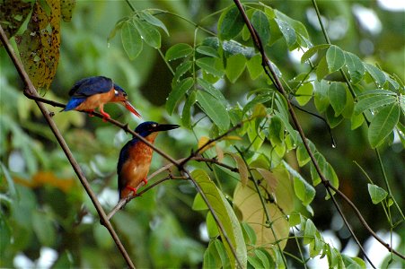 Kingfisher (Alcedinidae) in Borneo