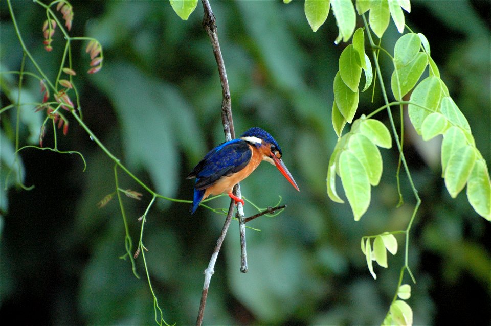 Kingfisher (Alcedinidae) in Borneo
