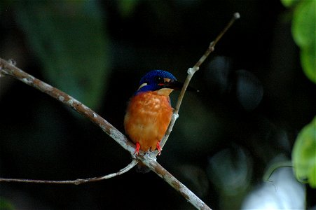 Kingfisher (Alcedinidae) in Borneo