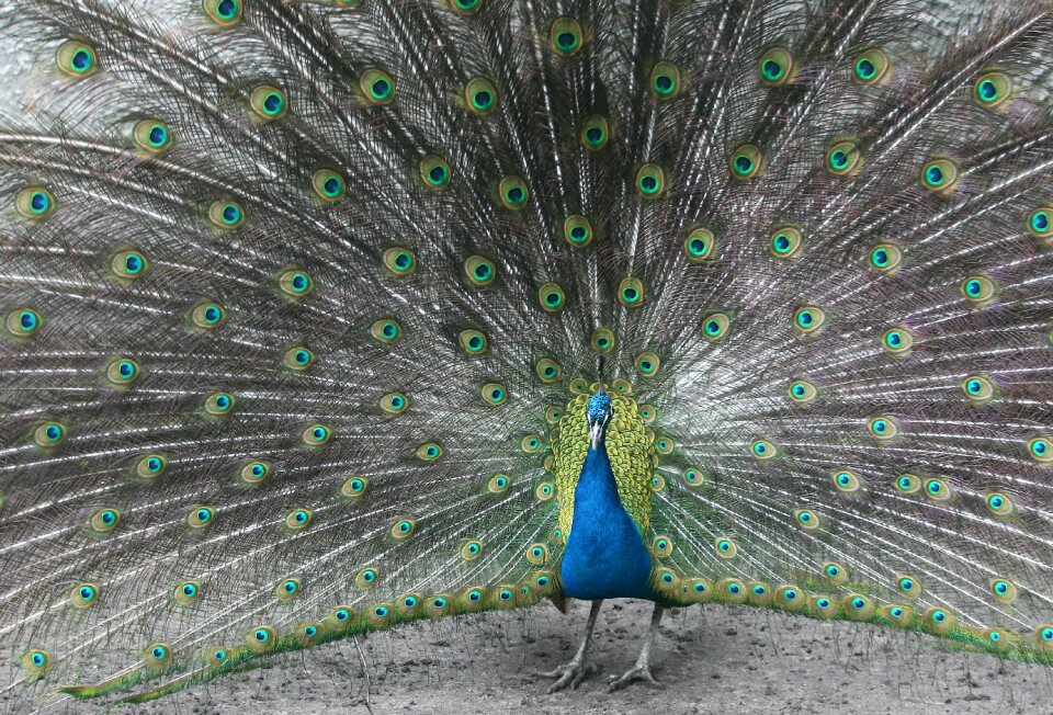 Plumage colorful pen