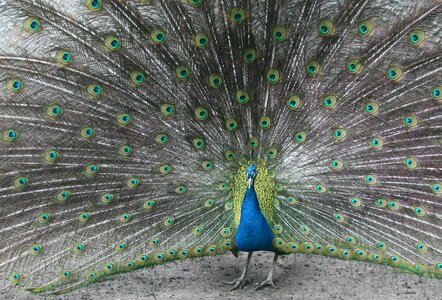 Plumage colorful pen