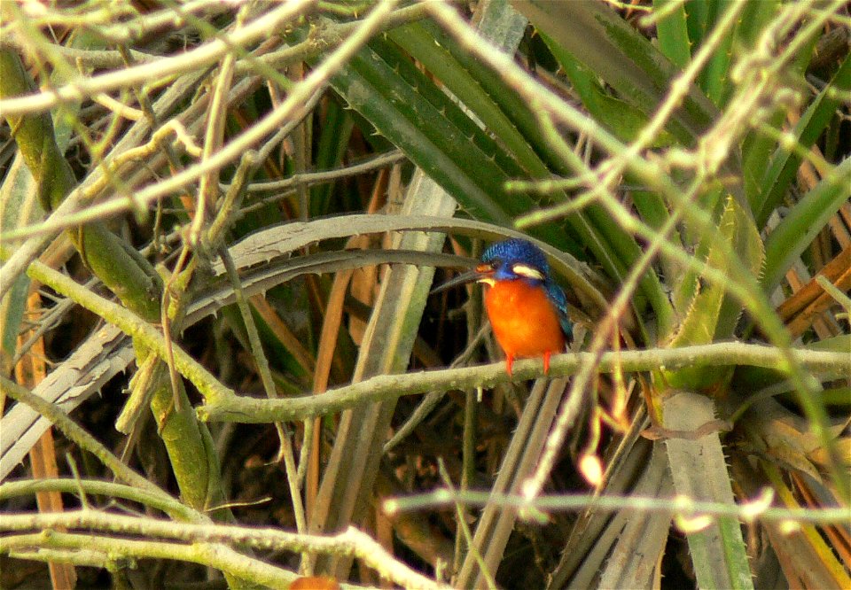 Blue-eared Kingfisher, Alcedo meninting. Photo credit: Diyan,Sanjana,Tarek. taken in the Sundarban Forest, Bangladesh, 2006.