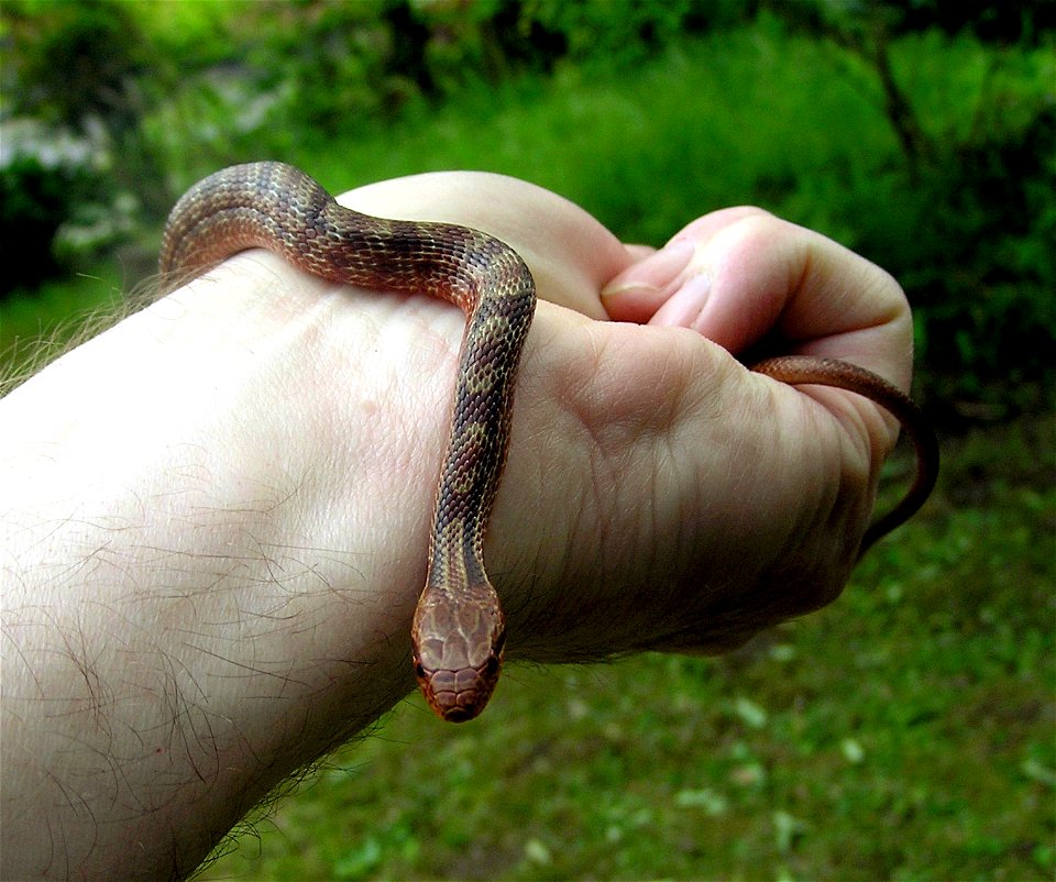 juvenile "shimahebi",  Japanese Striped Snake, Elaphe quadrivirgata