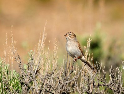 A Brewer's sparrow perched on a Wyoming big sagebrush at Seedskadee NWR. They are a common nester here, but getting a good look at one can be a challenge. Photo: Tom Koerner/USFWS photo
