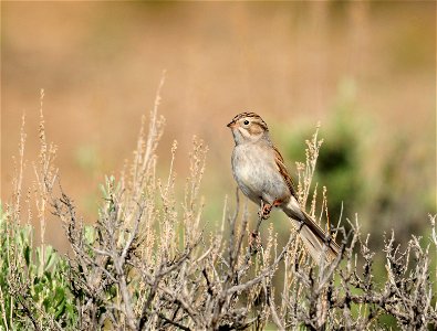 A Brewer's sparrow perched on a Wyoming big sagebrush at Seedskadee NWR.  They are a common nester here, but getting a good look at one can be a challenge.  

Photo: Tom Koerner/USFWS