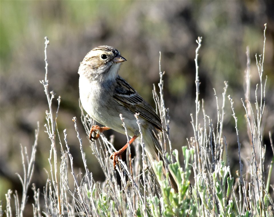 A Brewer's sparrow perched on a Wyoming big sagebrush at Seedskadee NWR in Wyoming.  Photo: Tom Koerner/USFWS