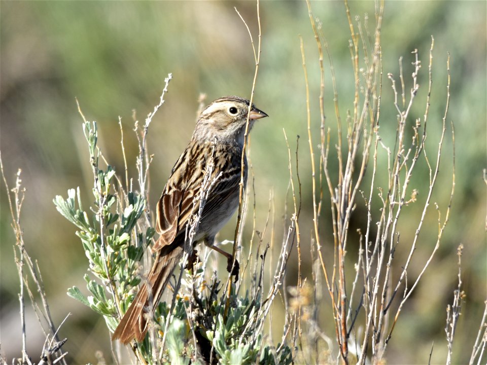 A Brewer's sparrow perched on a Wyoming big sagebrush at Seedskadee NWR in Wyoming.  Photo: Tom Koerner/USFWS