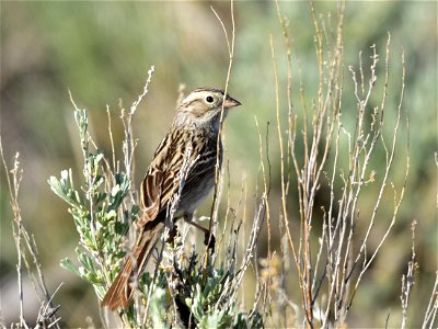 A Brewer's sparrow perched on a Wyoming big sagebrush at Seedskadee NWR in Wyoming.  Photo: Tom Koerner/USFWS