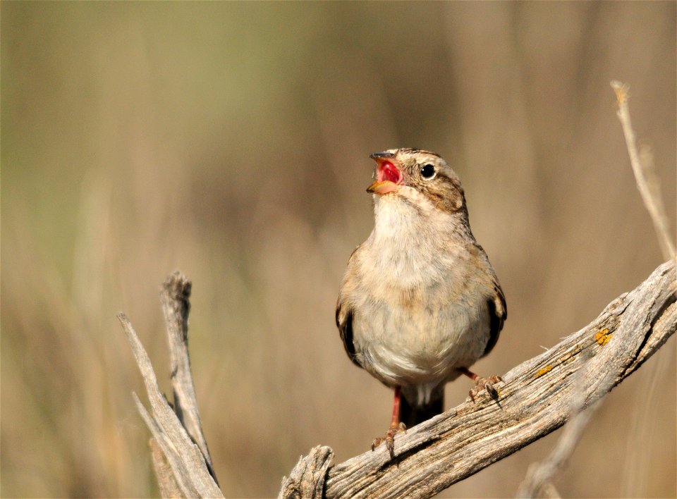 Photo: Tom Koerner/USFWS