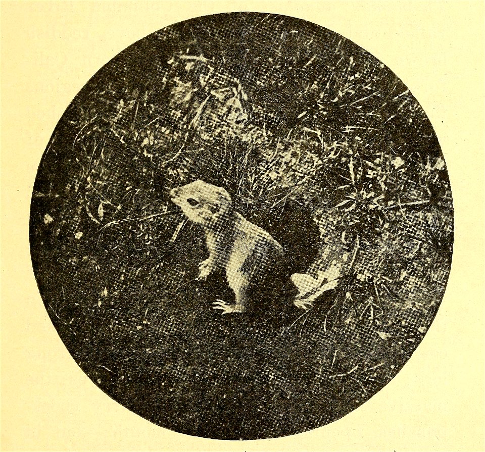 Northern gray gopher (Thomomys talpoides)