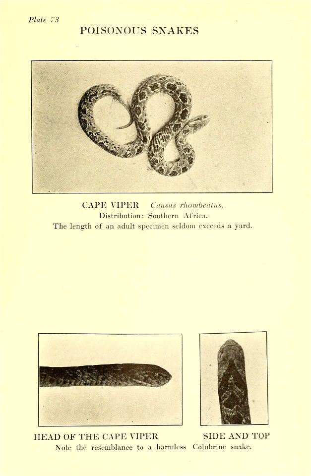 Reptiles of the world : tortoises and turtles, crocodilians, lizards and snakes of the eastern and western hemispheres / by Raymond L. Ditmars.