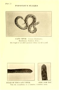 Reptiles of the world : tortoises and turtles, crocodilians, lizards and snakes of the eastern and western hemispheres / by Raymond L. Ditmars.