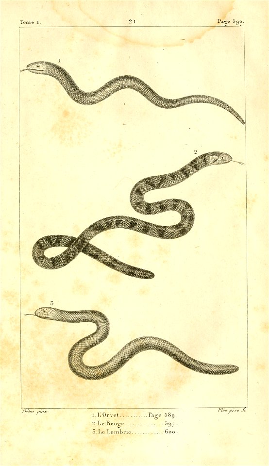 English:  
1. The Deaf adder (Anguis fragilis)
2. The false coral snake (Anilius scytale)

3. The European blind snake (Xerotyphlops vermicularis)Français :  
1. L'Orvet (Angu