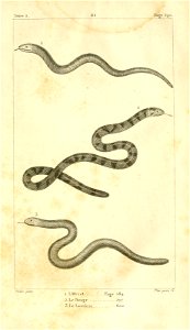English:  
1. The Deaf adder (Anguis fragilis)
2. The false coral snake (Anilius scytale)

3. The European blind snake (Xerotyphlops vermicularis)Français :  
1. L'Orvet (Angu
