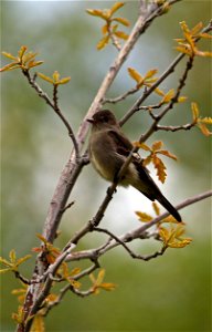 Western Wood-pewee You are free to use this image with the following photo credit: Peter Pearsall/U.S. Fish and Wildlife Service photo