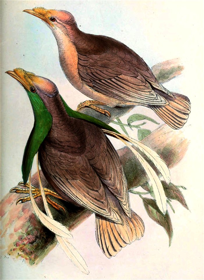English:  « Semioptera wallacii » = Semioptera wallacii (Standardwing)Français :  « Semioptera wallacii » = Semioptera wallacii (Paradisier de Wallace)