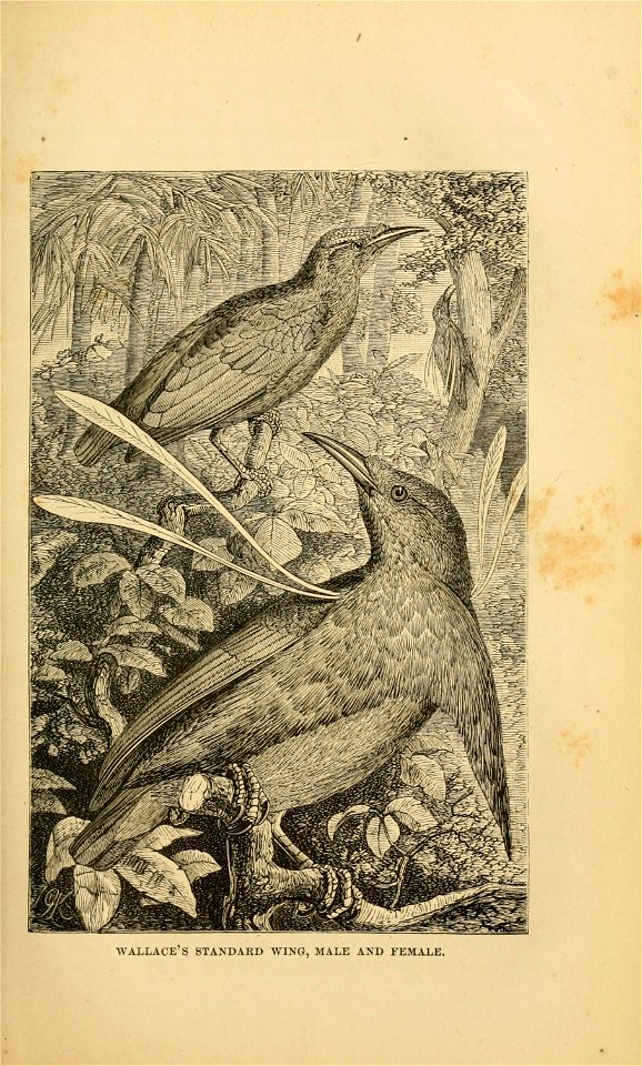 WALLACE S STANDAKD WING, MALE AND FEMALE.