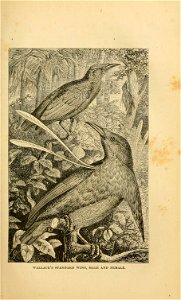 WALLACE S STANDAKD WING, MALE AND FEMALE.