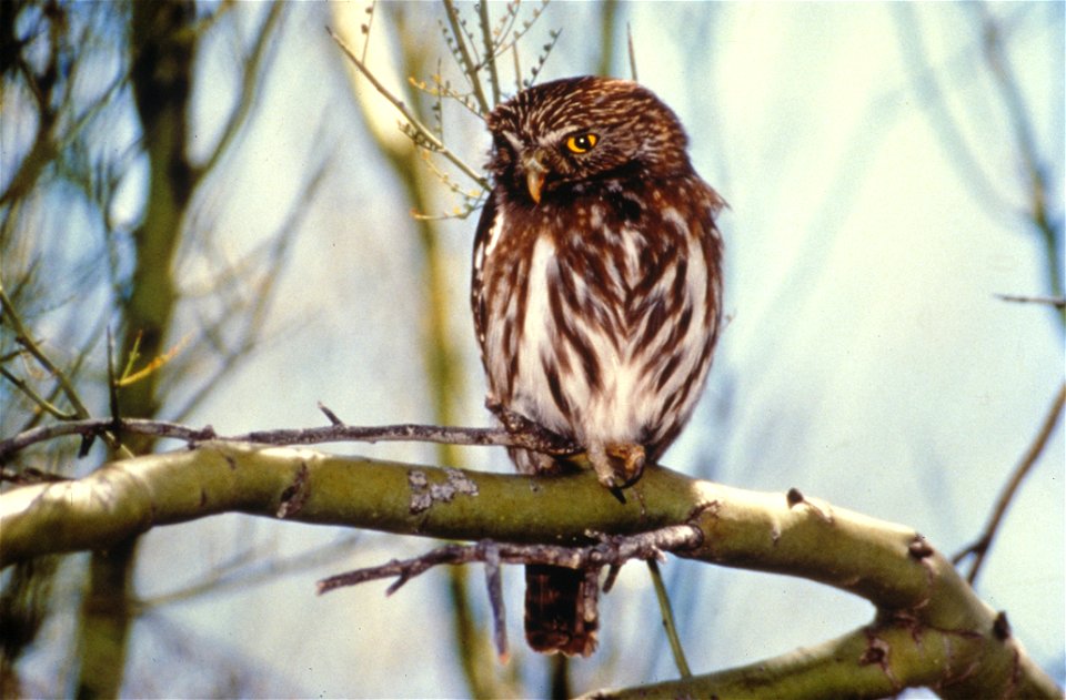 Ferruginous Pygmy-owl