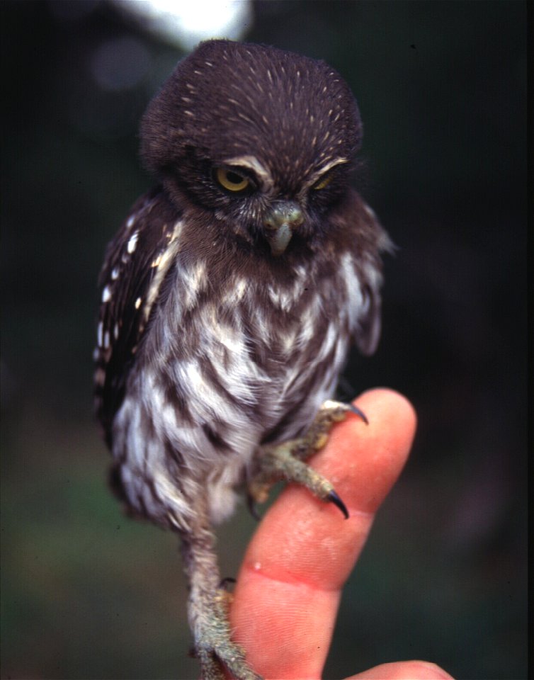 Ferruginous pygmy owl (Glaucidium brasilianum)