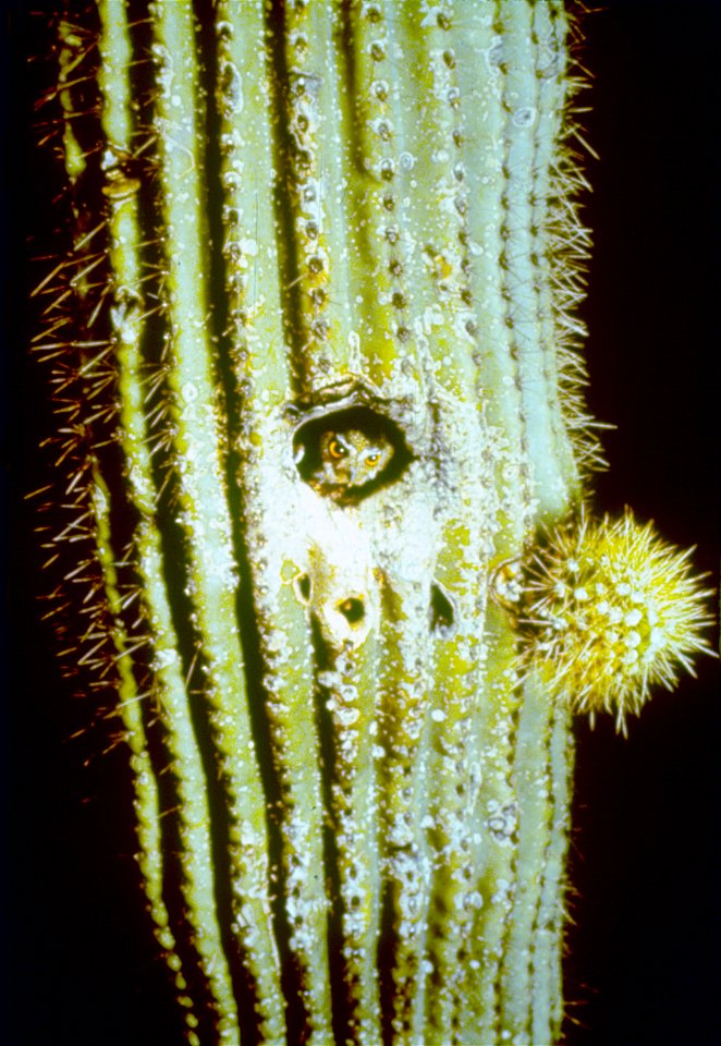 Organ Pipe Cactus National Monument celebrates the life and landscape of the Sonoran Desert. In this desert wilderness, you may drive a lonely road, hike a backcountry trail, camp beneath a clear dese