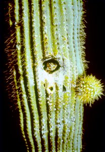 Organ Pipe Cactus National Monument celebrates the life and landscape of the Sonoran Desert. In this desert wilderness, you may drive a lonely road, hike a backcountry trail, camp beneath a clear dese photo