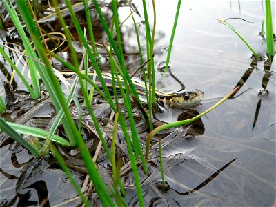 An aquatic garter snake forages in a pond off Mather Road on the Groveland Ranger District of the Stanislaus National Forest. Photo by Roy Bridgeman. photo