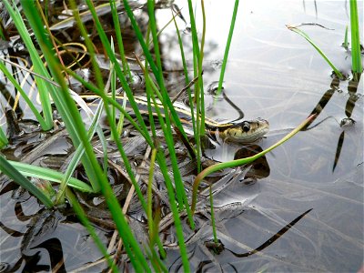 An aquatic garter snake forages in a pond off Mather Road on the Groveland Ranger District of the Stanislaus National Forest.  Photo by Roy Bridgeman.