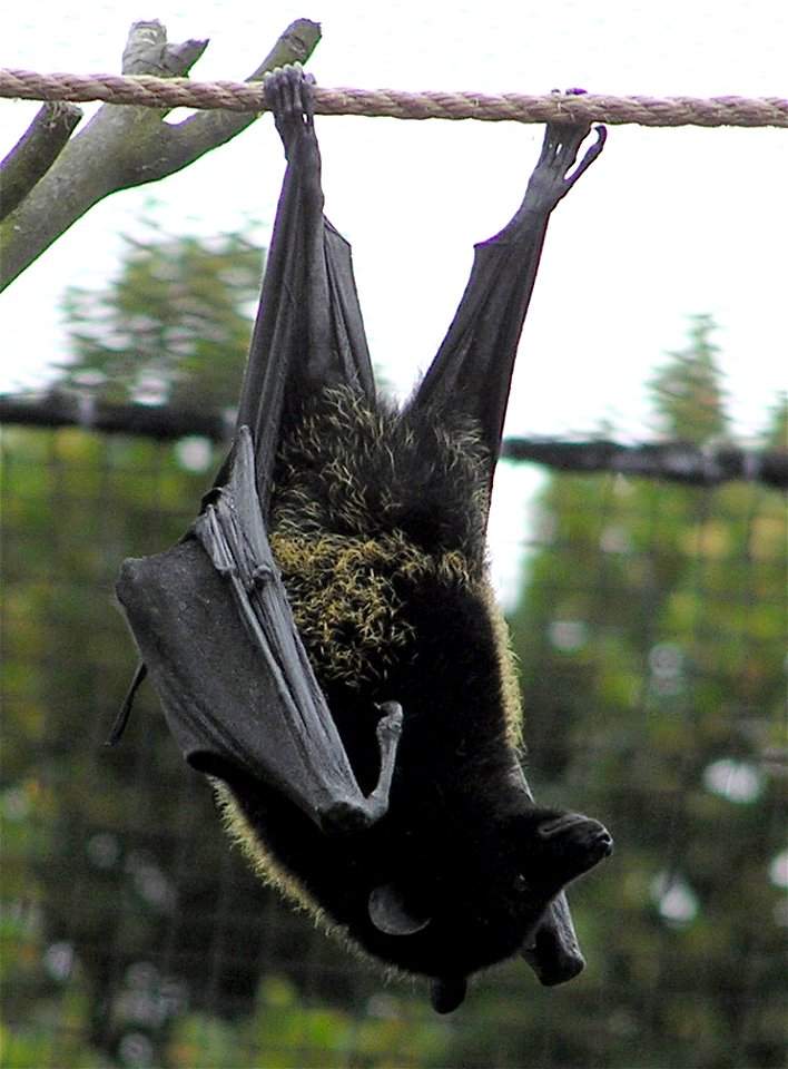 Livingstone’s Fruit Bat Pteropus livingstonii in Bristol Zoo, Bristol, England. An alternative name is Livingstone's Flying Fox. Lives in the Comoro Islands near Madagascar in the Indian Ocean. Eats f
