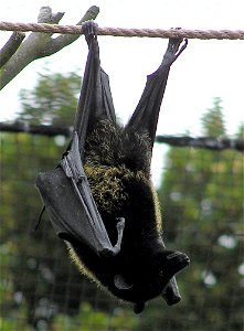 Livingstone’s Fruit Bat Pteropus livingstonii in Bristol Zoo, Bristol, England. An alternative name is Livingstone's Flying Fox. Lives in the Comoro Islands near Madagascar in the Indian Ocean. Eats f