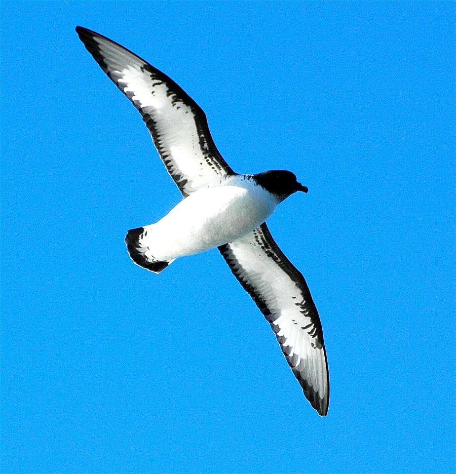 Antarctic Petrel in Antarctica