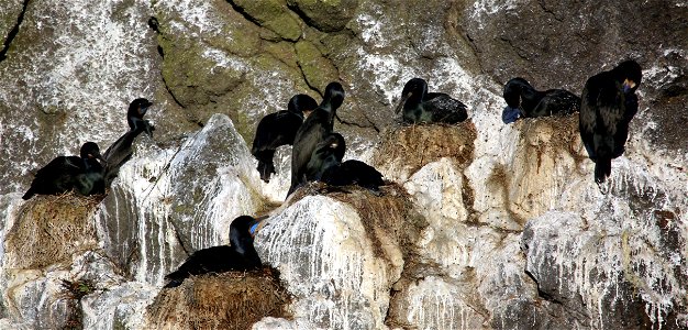 Brandt's Cormorants You are free to use this image with the following photo credit: Peter Pearsall/U.S. Fish and Wildlife Service photo