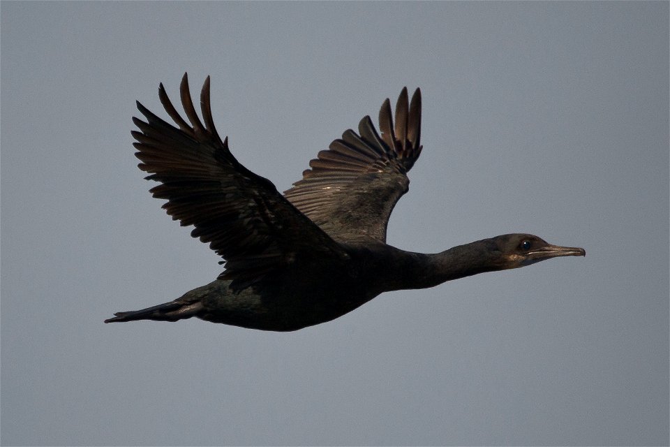 Brandt's Cormorant You are free to use this image with the following photo credit: Peter Pearsall/U.S. Fish and Wildlife Service photo