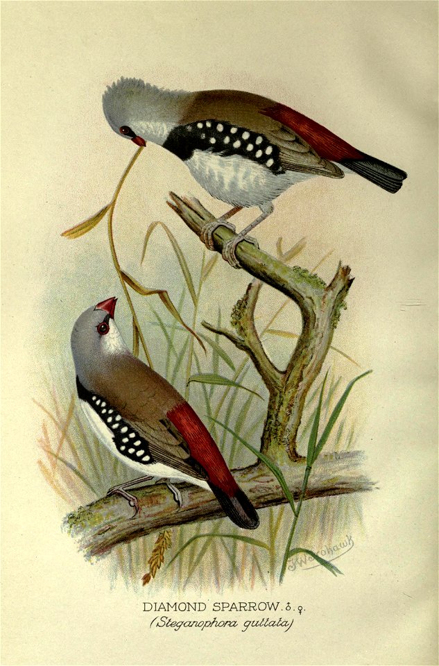 Foreign finches in captivity.