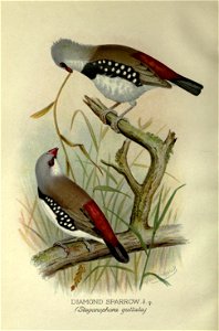Foreign finches in captivity.