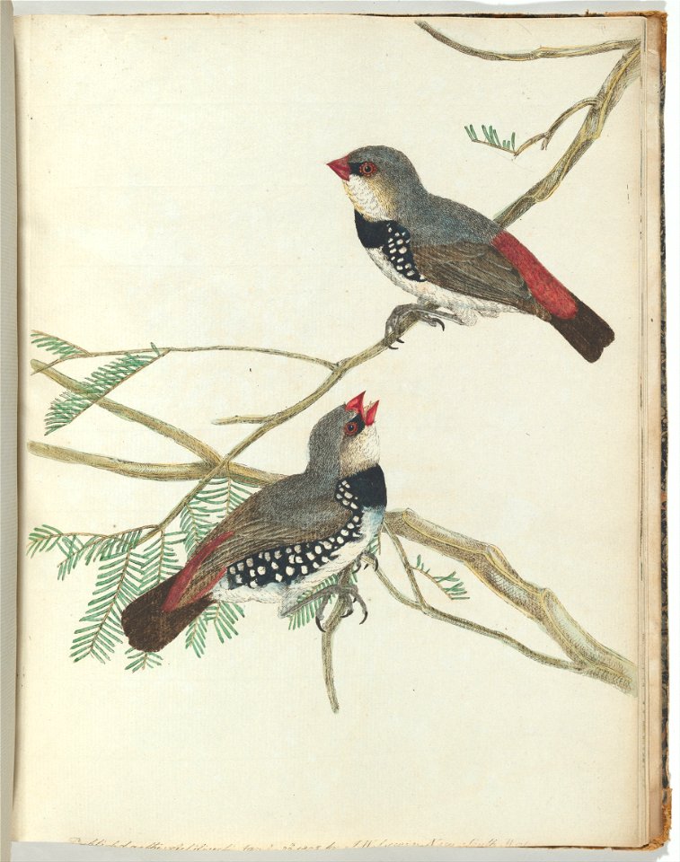 Spotted grossbeak.Lewin, John. Birds of New South Wales with their natural history. Sydney: G. Howe, 1813title QS:P1476,en:"Spotted grossbeak.Lewin, John. Birds of New South Wales with their natural h