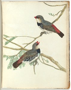 Spotted grossbeak.Lewin, John. Birds of New South Wales with their natural history. Sydney: G. Howe, 1813title QS:P1476,en:"Spotted grossbeak.Lewin, John. Birds of New South Wales with their natural h