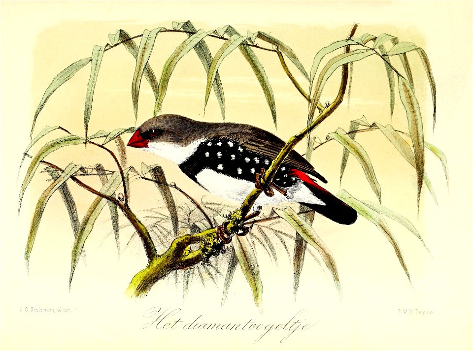 English:  « Amadina lathami » = Stagonopleura guttata (Diamond firetail)Français :  « Amadina lathami » = Stagonopleura guttata (Diamant à gouttelettes)